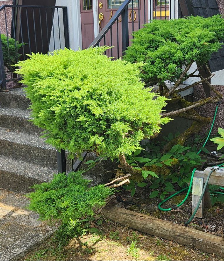 Shrub Trimming After