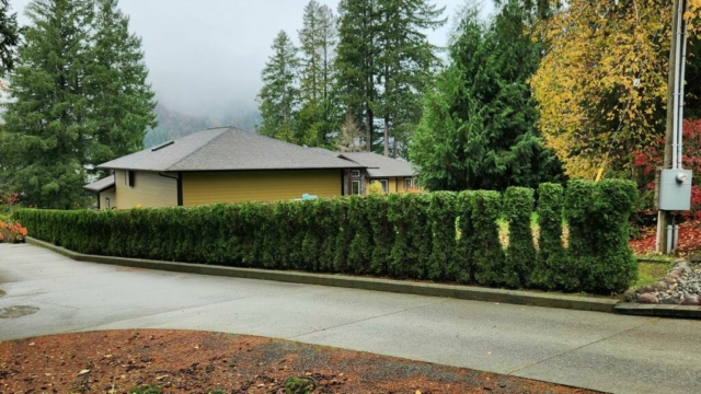 Cedar Hedge After Trimming